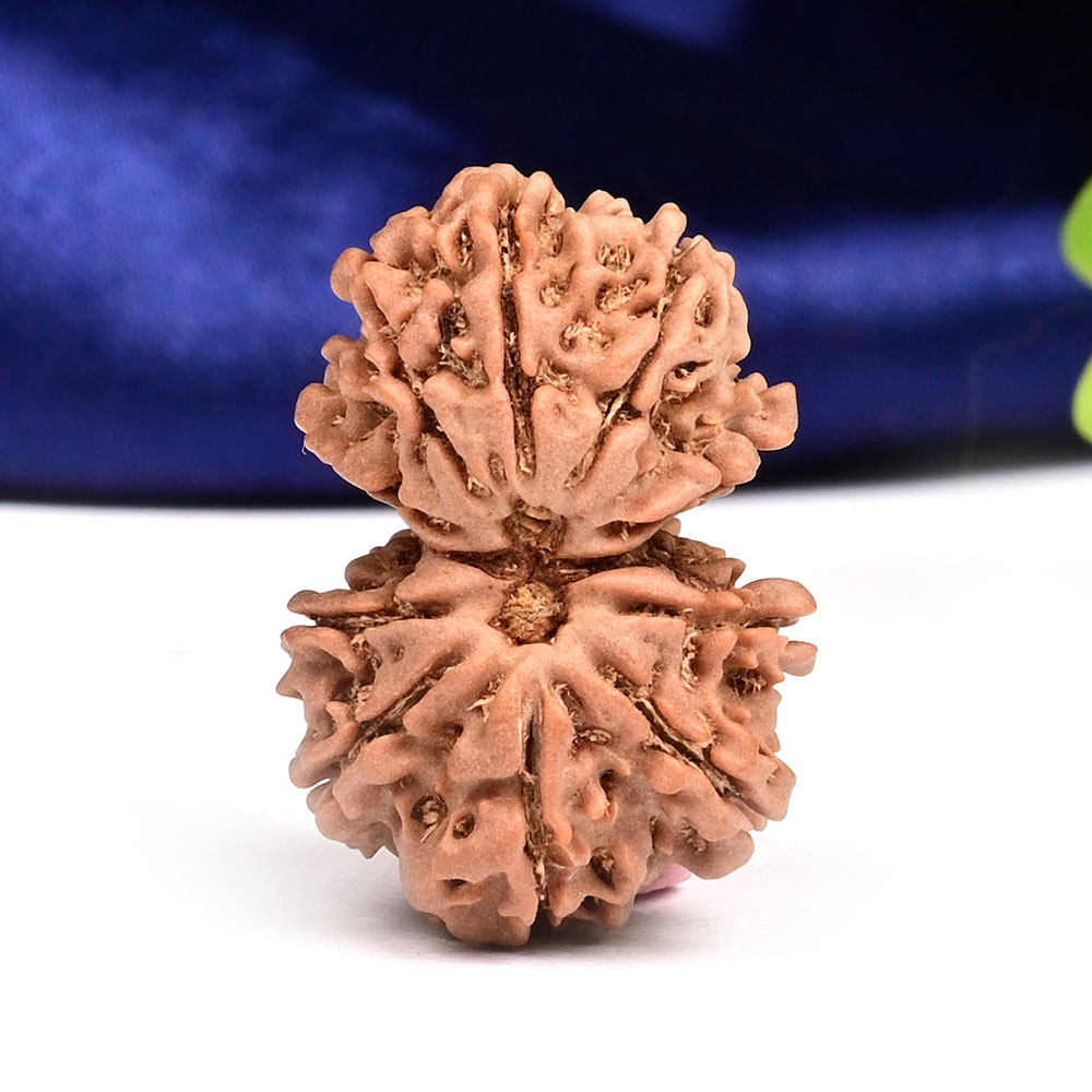 Gauri Shankar 10 Mukhi from Nepal - XLII